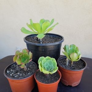 Set of 4 Rooted Aeonium Arboreum Live Succulents